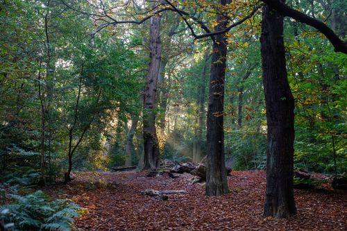 Free Serene view of a sunlit forest in autumn with fallen leaves. Stock Photo