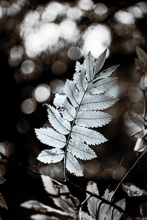 Free stock photo of abstract, autumn, bokeh