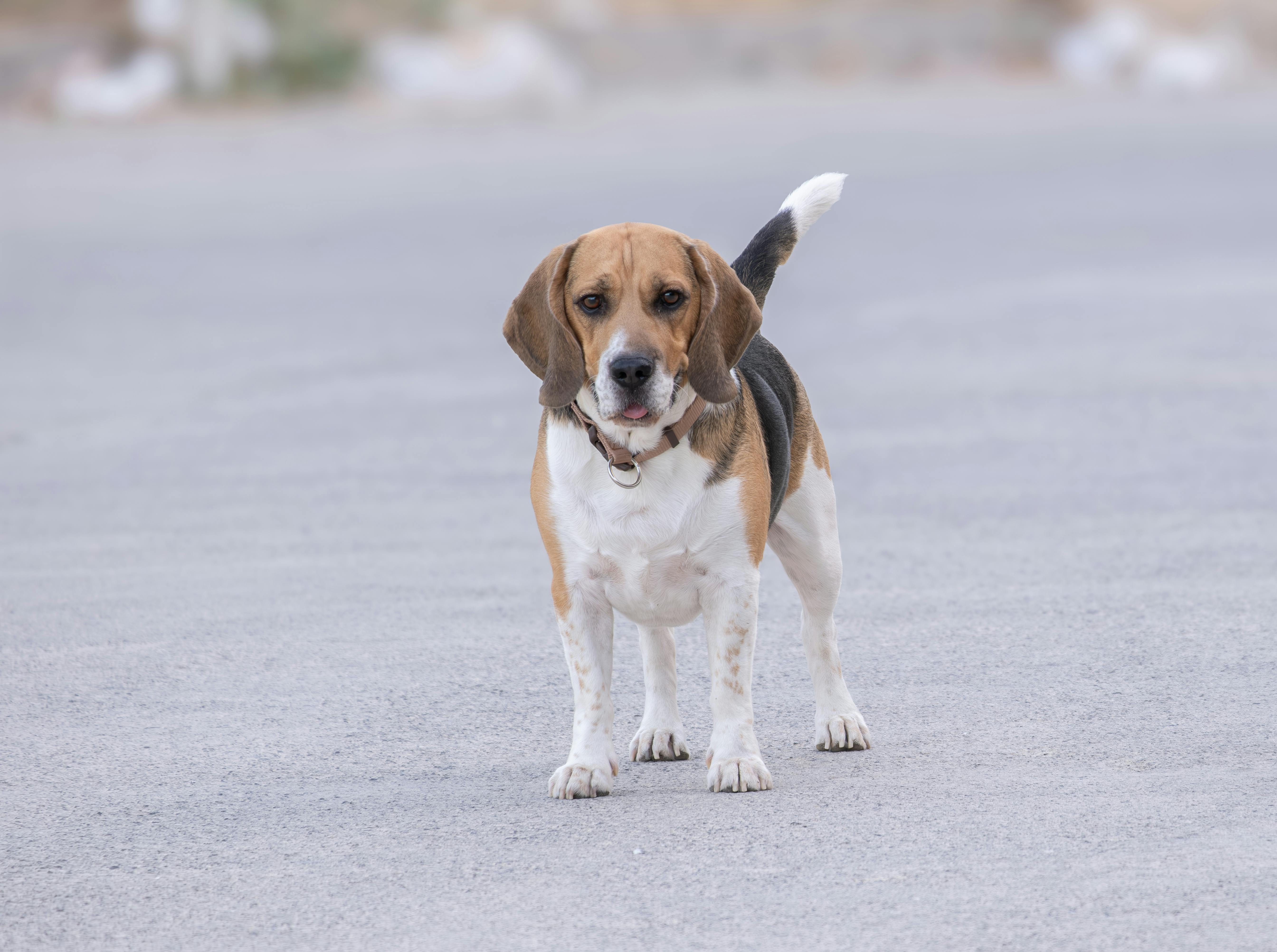 Adorable Beagle Standing on Urban Street