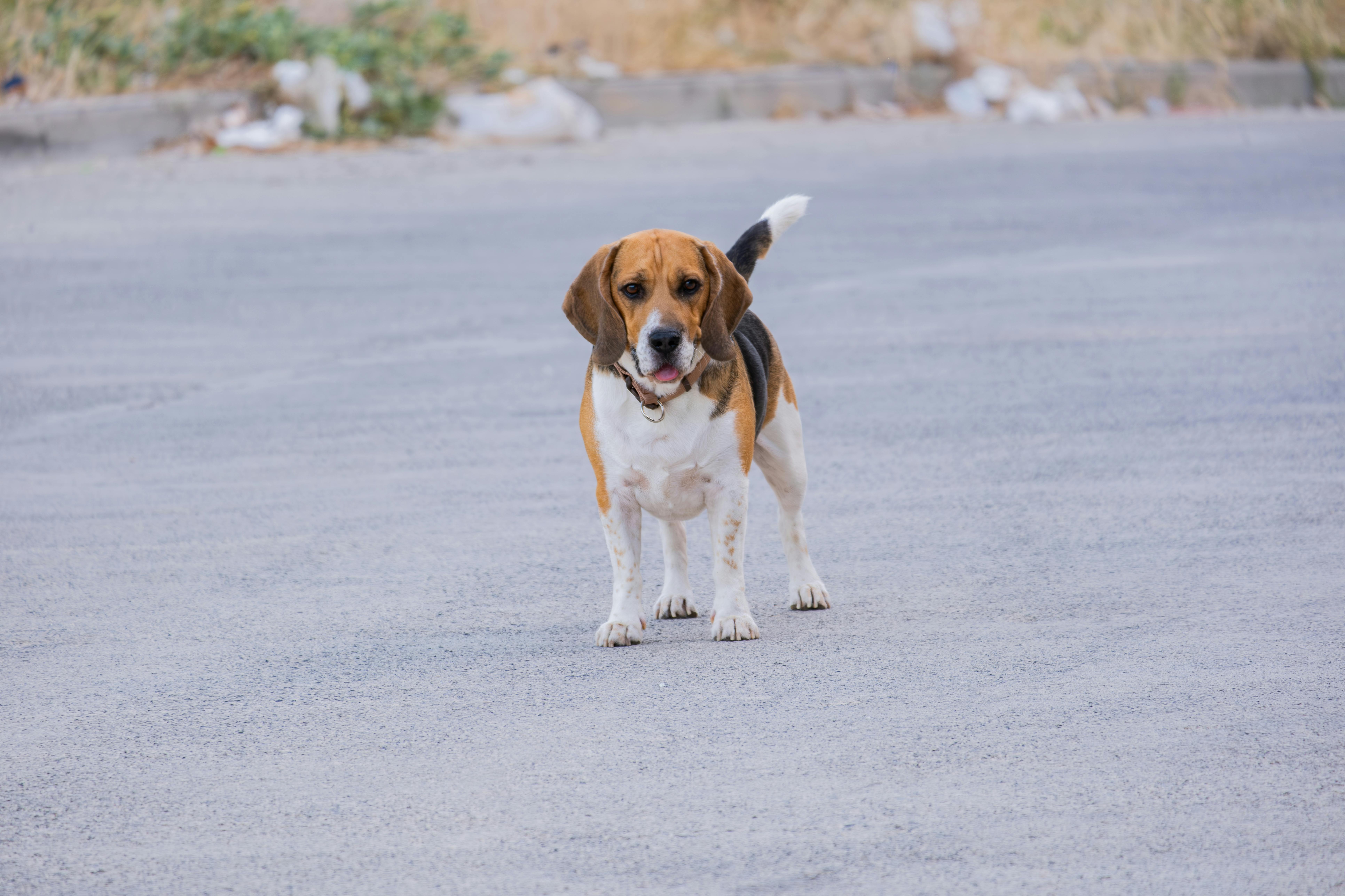 Beagle Ουρλιαχτό (Baying): Γιατί Φωνάζει & Πώς να Διαχειριστείς