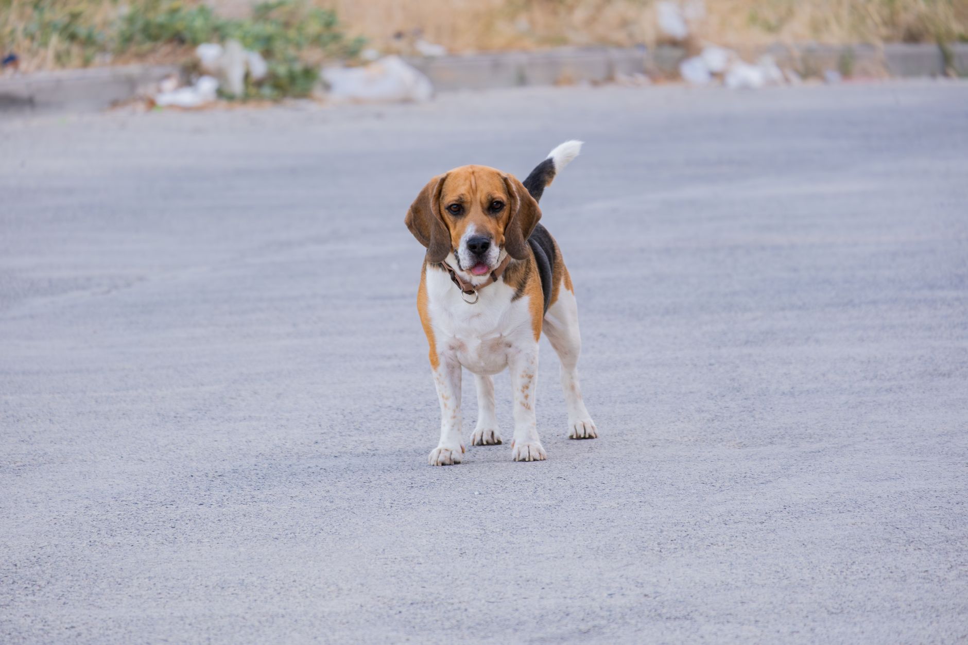 The Beagle: Compact, Energetic, and Vocal