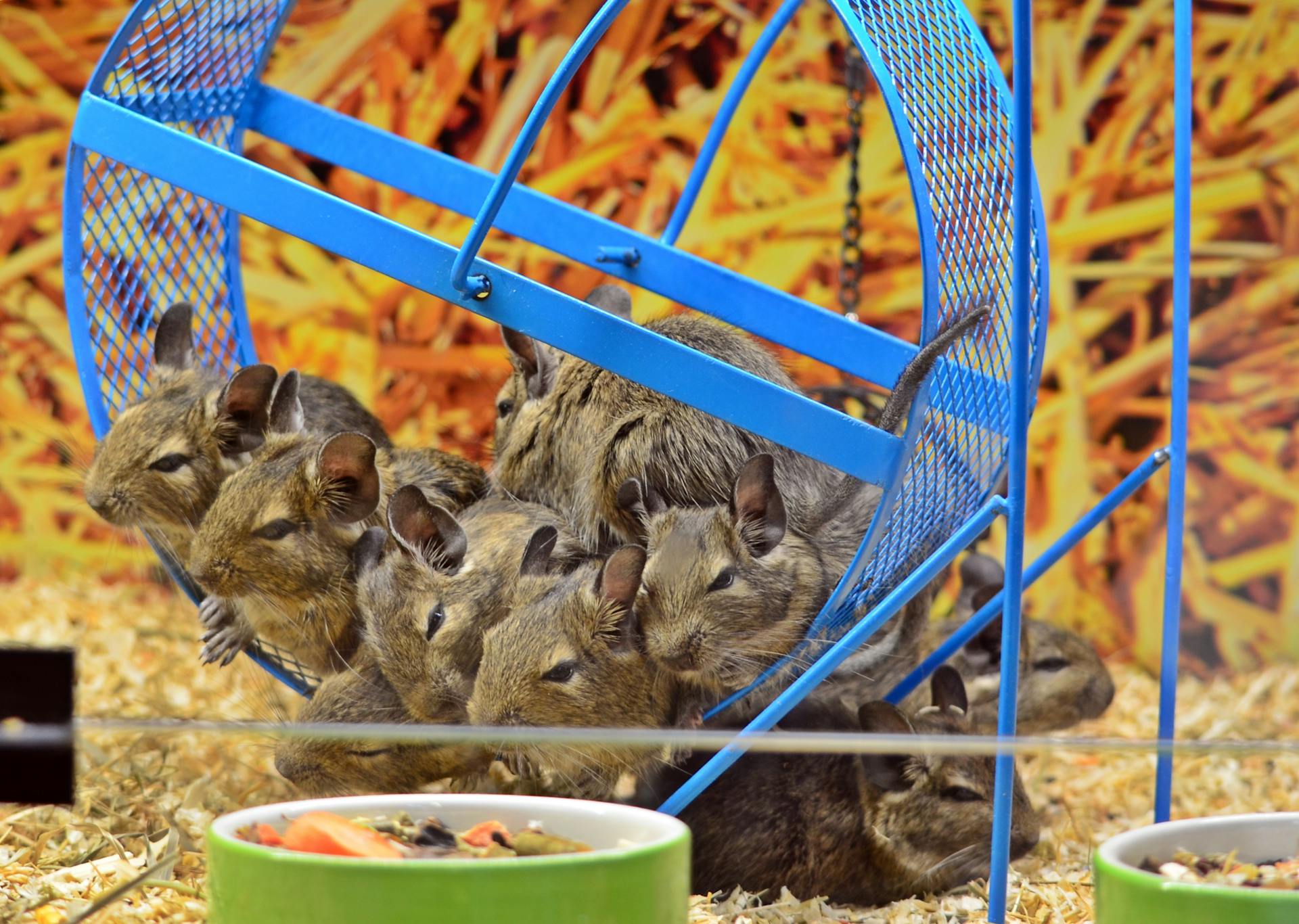 Group of Degus Enjoying Exercise in Pet Store