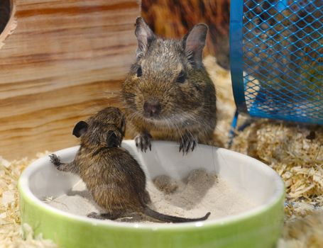 Close-Up of Mother and Baby Degu in Cage