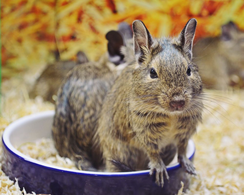 Chinchilla mı Degu mu? Bakım, Maliyet ve Yaşam Tarzı Karşılaştırması - Görsel 2