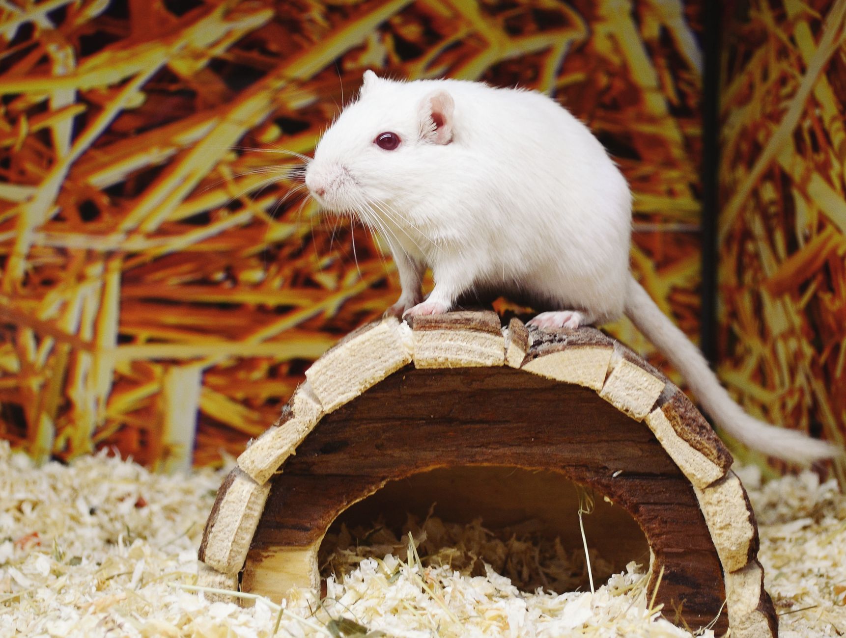 Top Gerbil Food Brands for Health (2026) – Expert Picks for Balanced Nutrition and Longevity