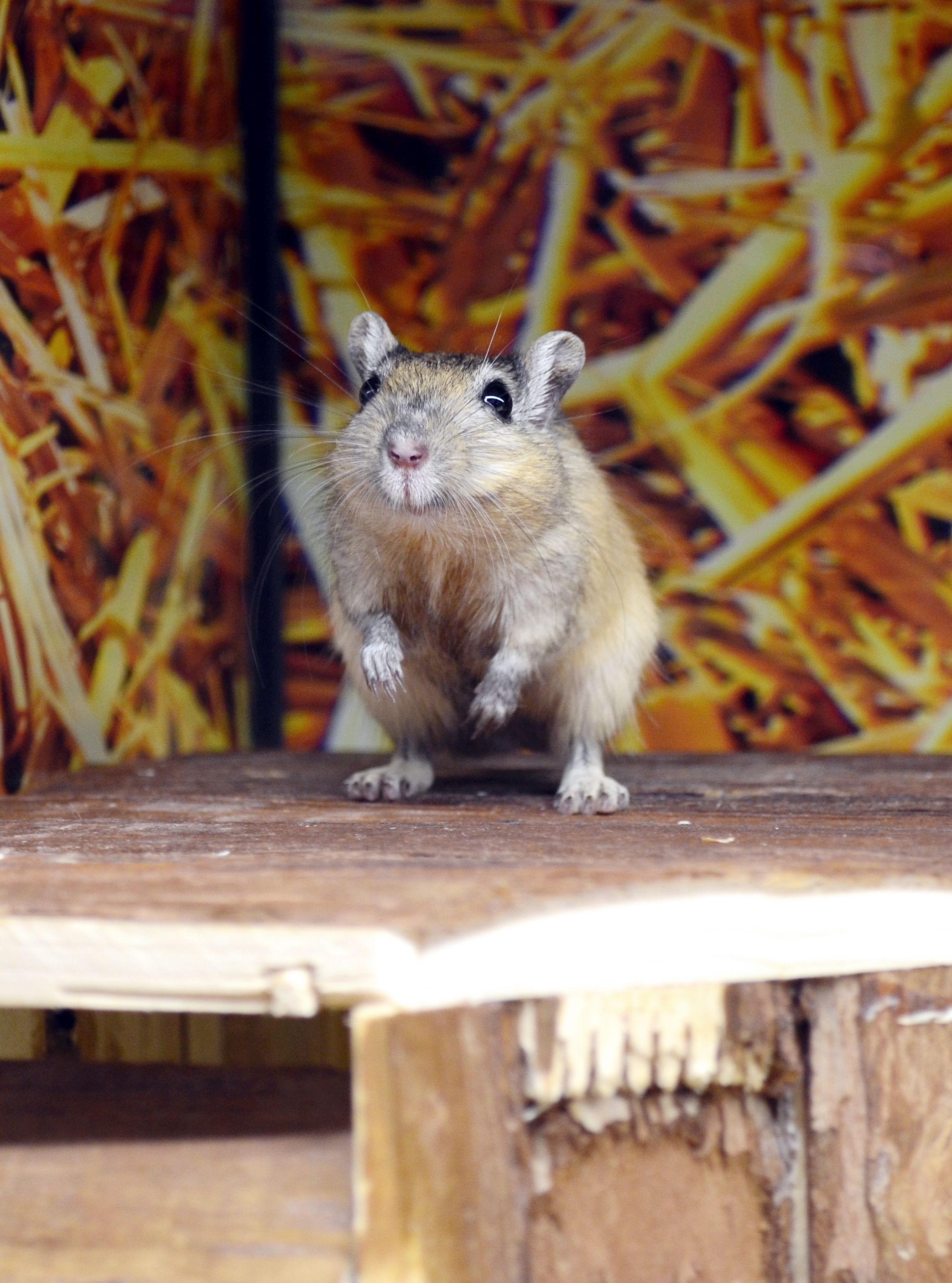 Cute Gerbil Standing in Pet Shop Enclosure · Free Stock Photo