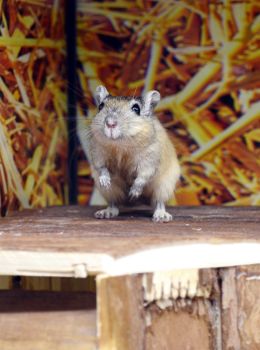 hamster photo