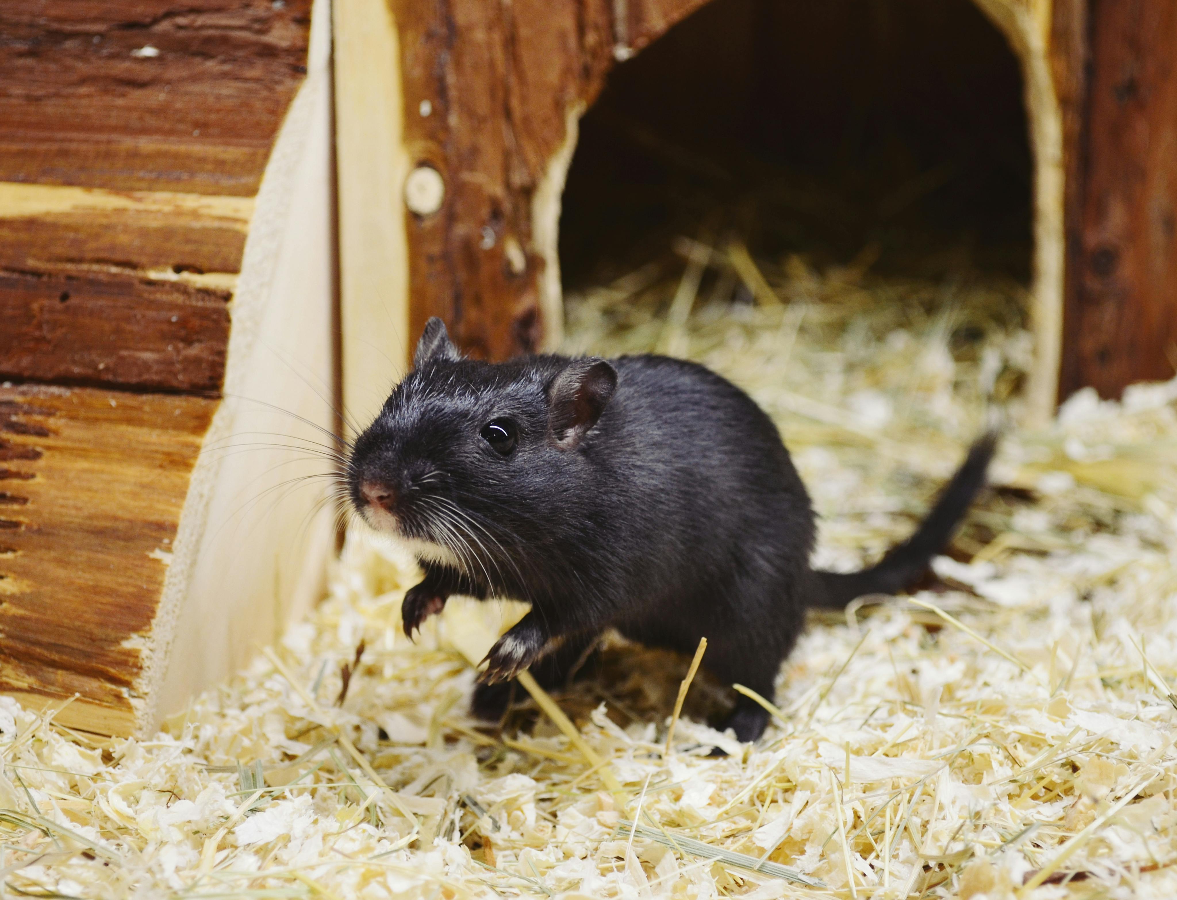 Adorable black gerbil exploring in a cozy wooden pet house with wood shavings.