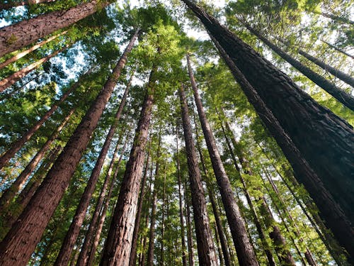 Low Angle Photography of Tall Trees