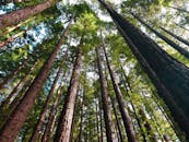 在澳大利亚维多利亚州茂密的沃伯顿森林中，低角度拍摄了高大的红杉树