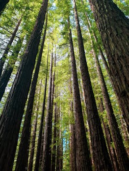 在沃伯顿郁郁葱葱的森林中，高耸的红杉树形成了一个宁静的树冠