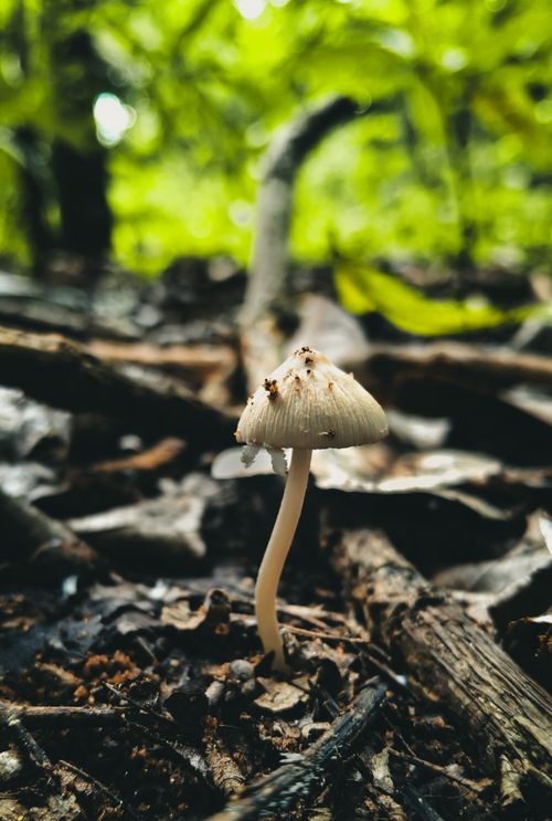 Free Close-up view of a mushroom growing on the forest floor in Kanniyakumari, India. Stock Photo