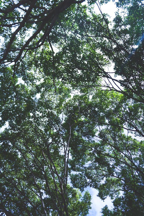 Low-angle Photography of Green Leafed Trees