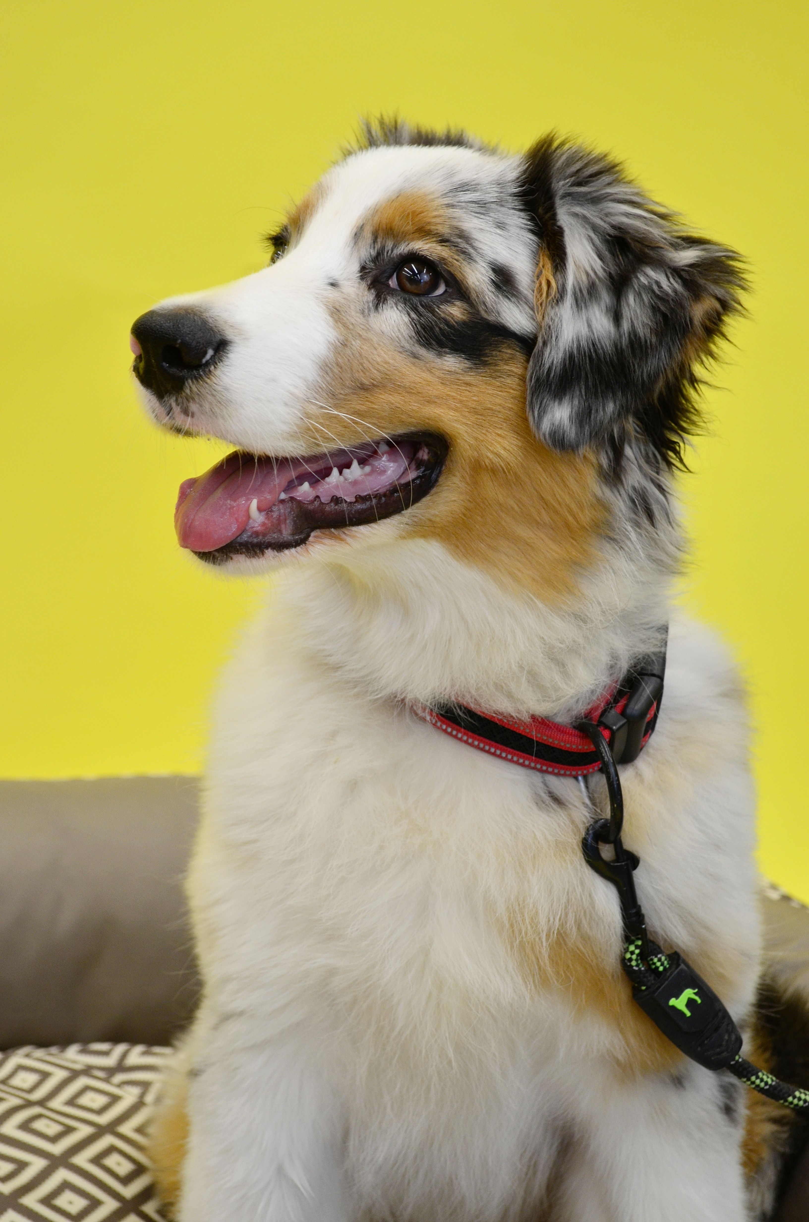 Portrait of a photogenic Australian Shepherd dog with a vibrant yellow background.