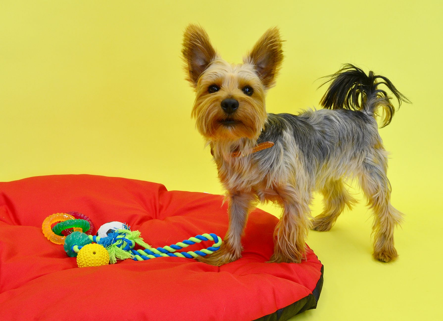 Best Dog Toys for Small Breeds (2026) – Durable, Engaging Picks That Fit Tiny Jaws