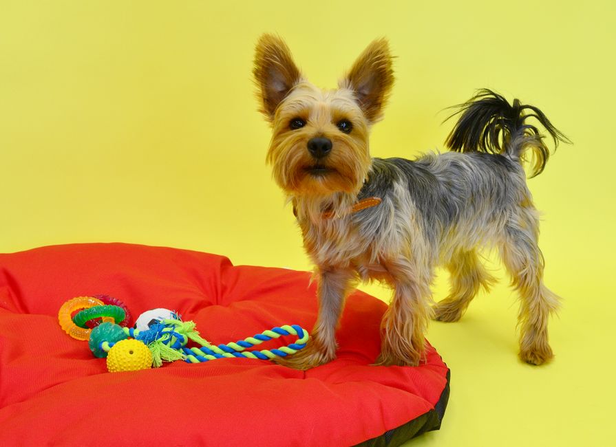 Cute Yorkshire Terrier on a red pillow with colorful toys on a vibrant yellow background.