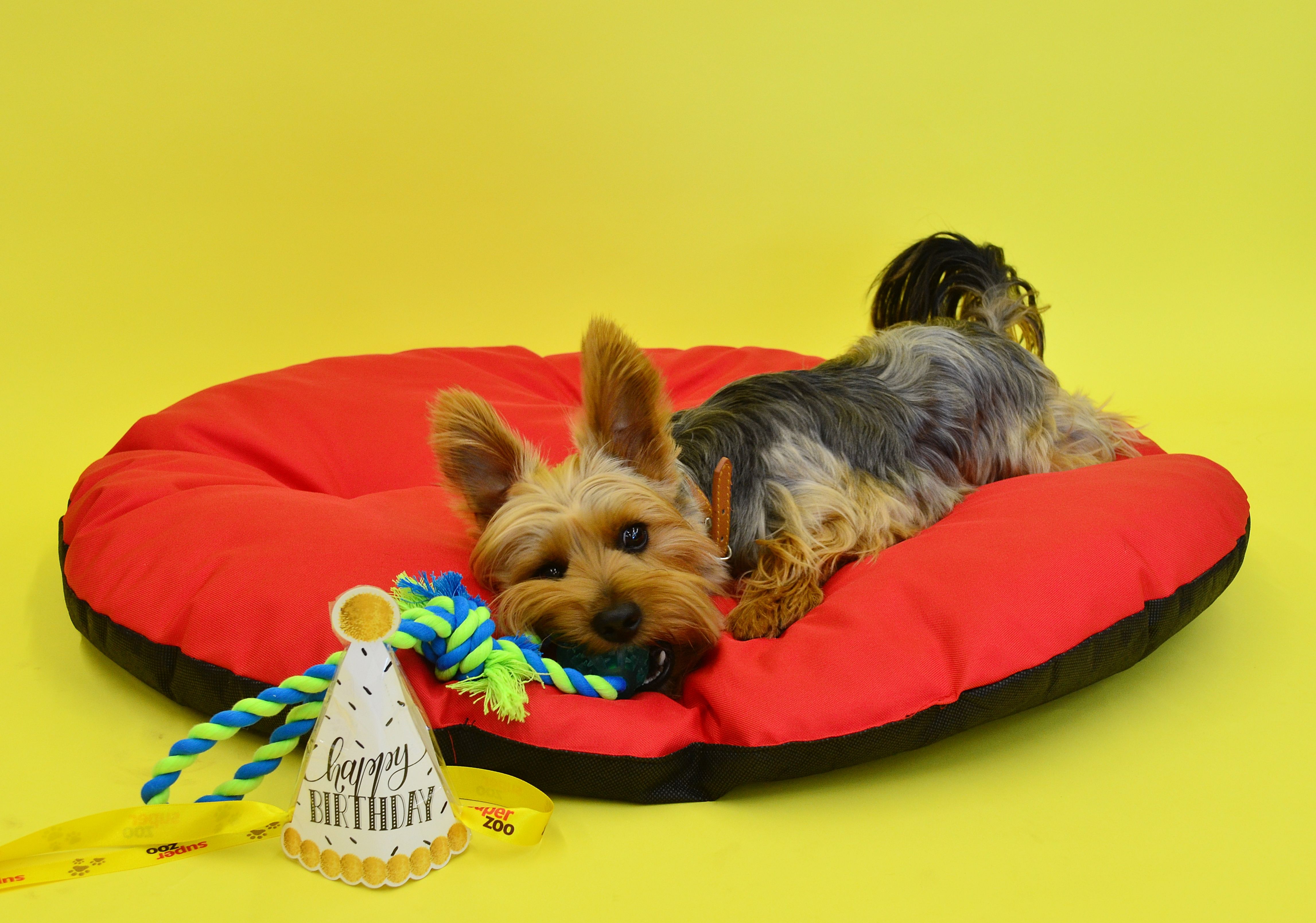 Cute Yorkshire Terrier posing on a red cushion with a birthday hat against a yellow background.