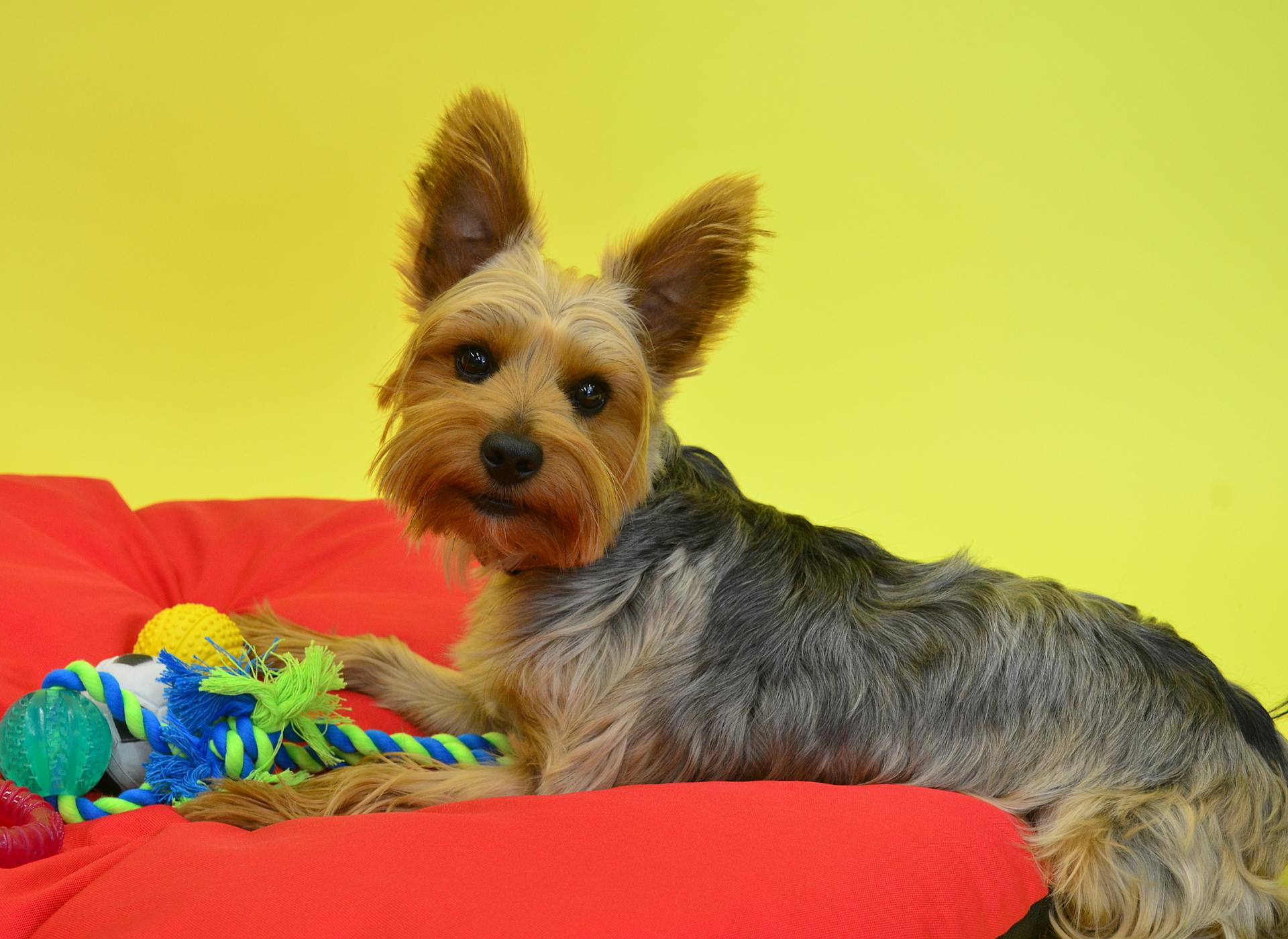 Yorkshire terrier med leksaker på färgglad bakgrund