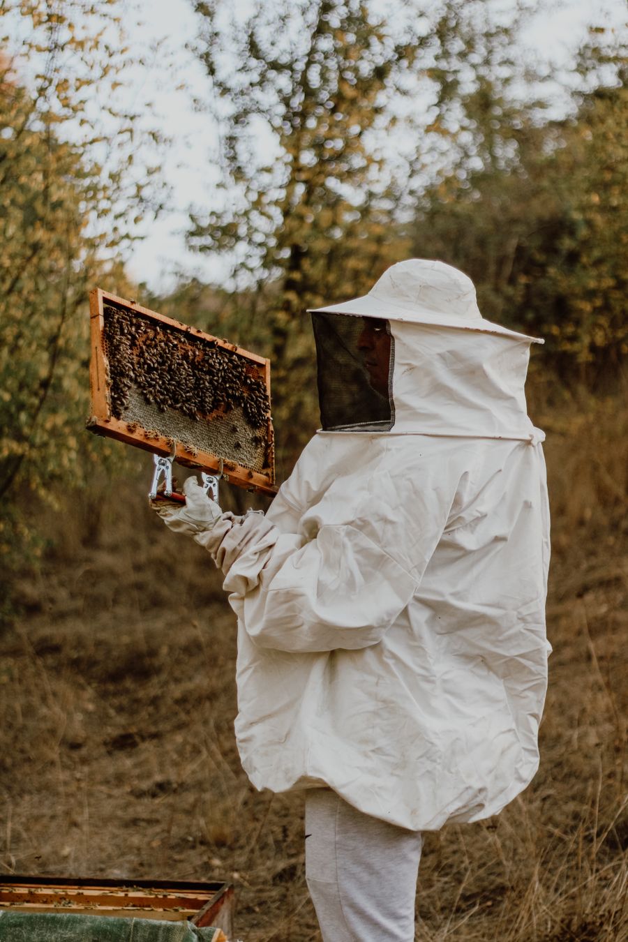 Beekeeper examining a honeycomb frame