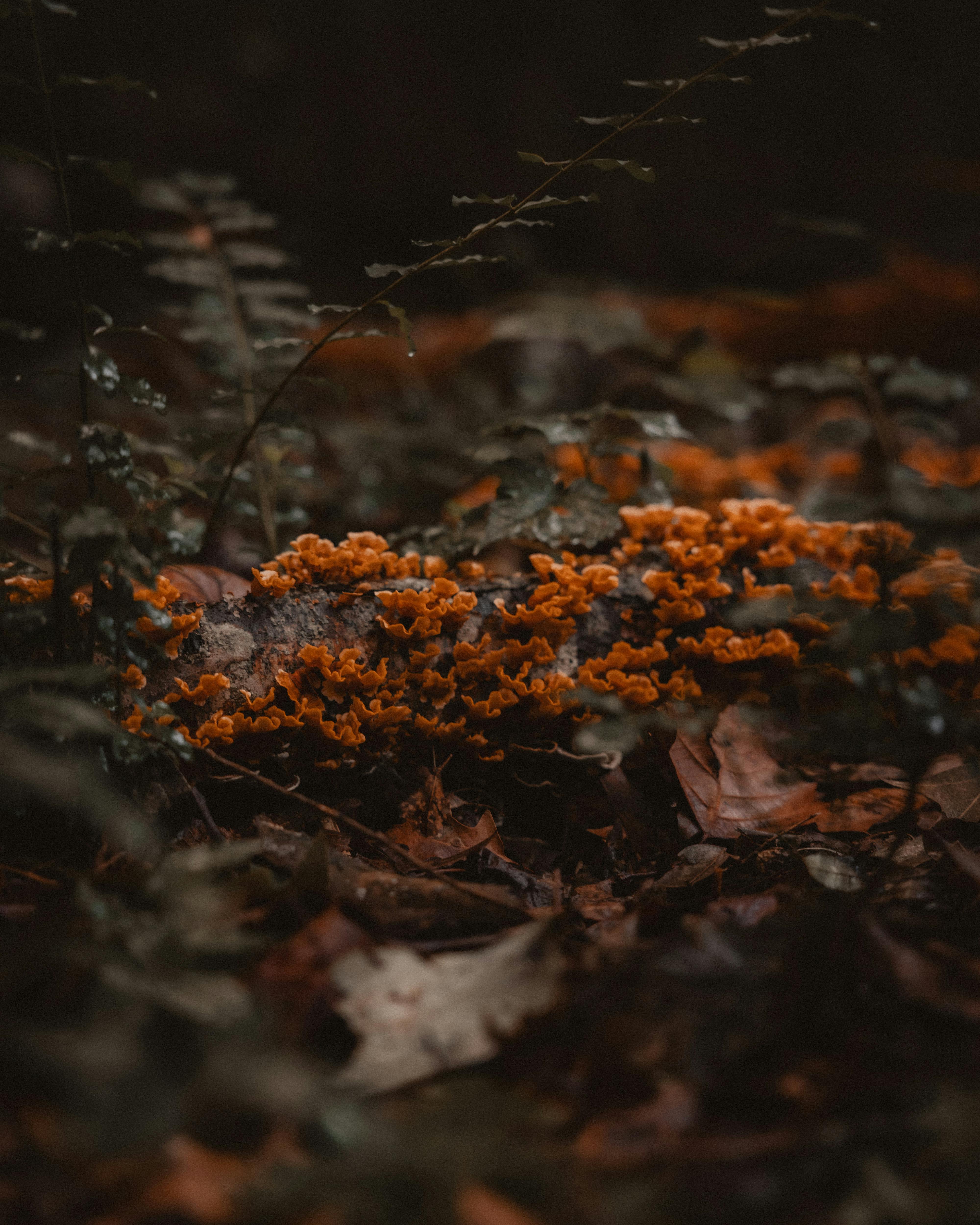 Dark moody forest floor with vibrant orange mushrooms and foliage.