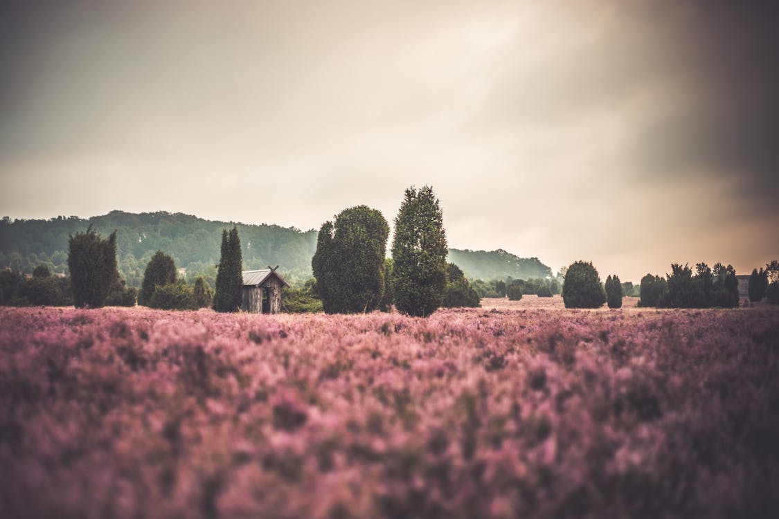 Pink Meadow Flowers
