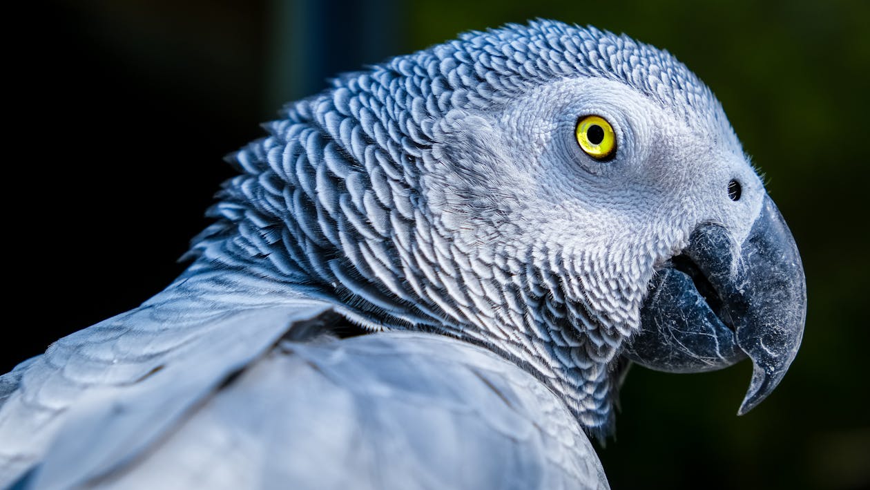 아프리카 회색 앵무새 · 무료 스톡 사진