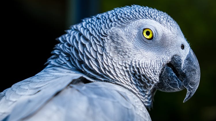 African Gray Parrot