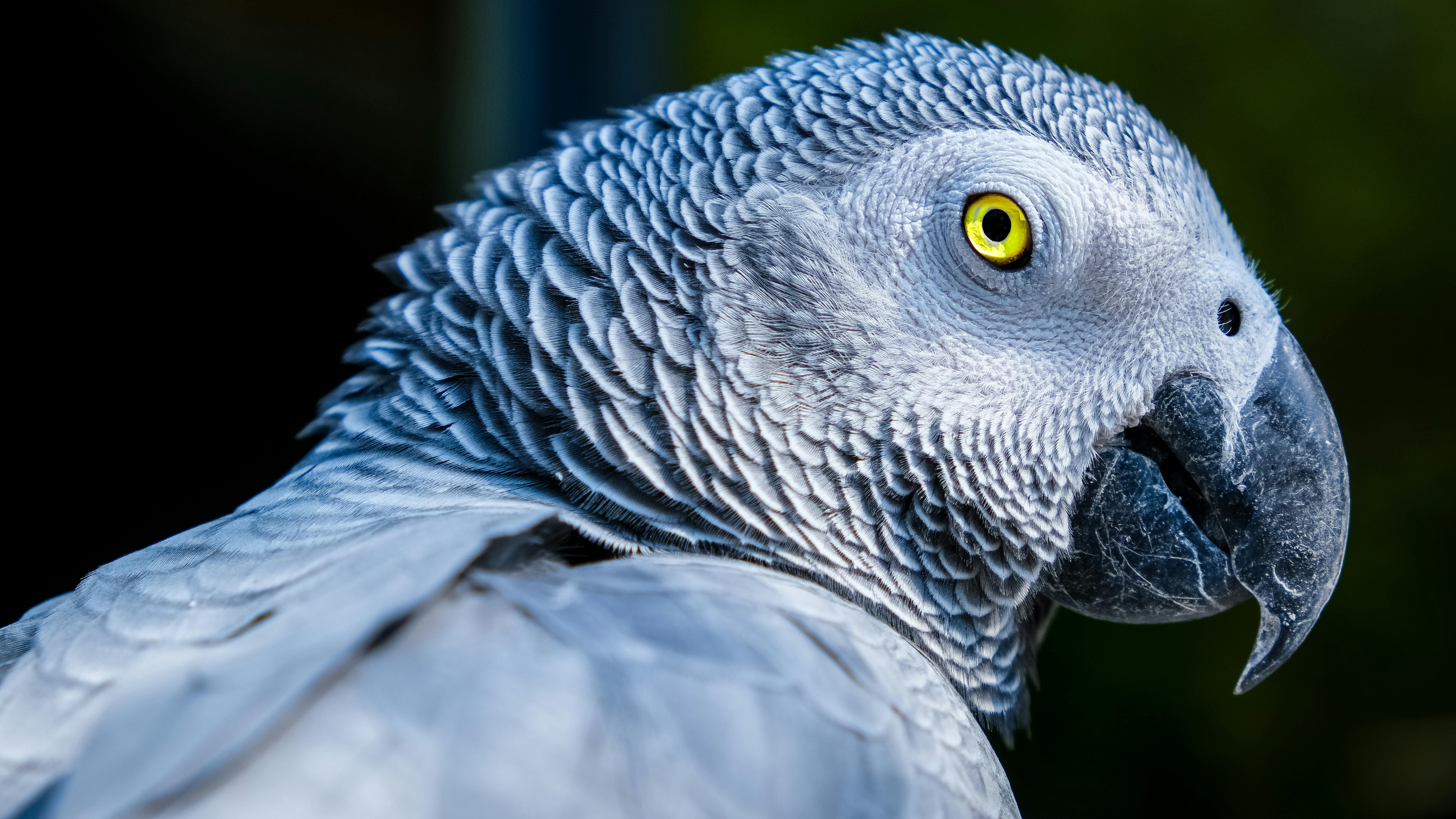 stuffed african grey parrot