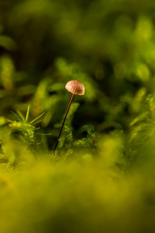 Free Detailed macro of a tiny mushroom amidst lush green moss, evoking a serene natural mood. Stock Photo