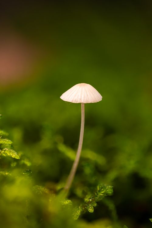 Free Elegant small mushroom growing in green moss, showcasing nature's detail and beauty. Stock Photo