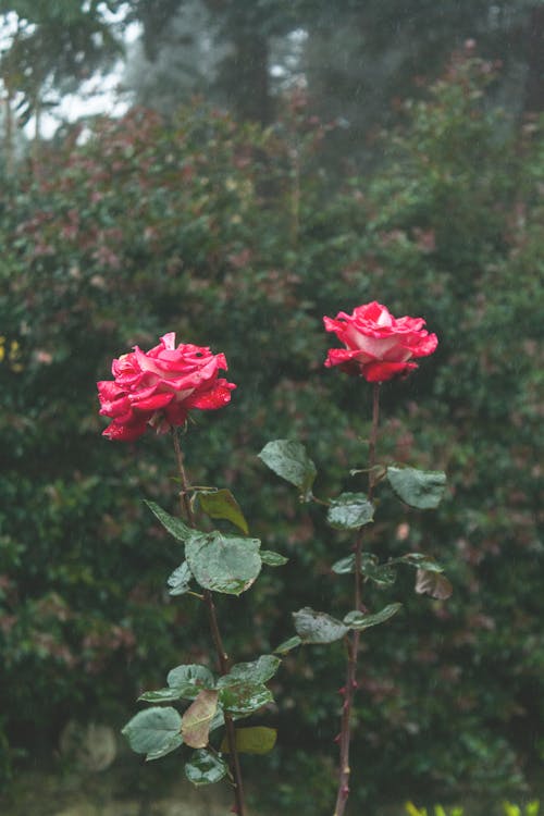 Foto profissional grátis de chuva, dois, flor