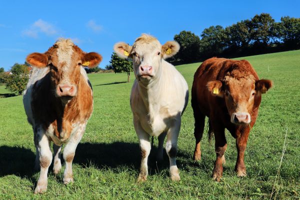 Cattle standing in a lush green meadow — Christina & Peter on Pexels