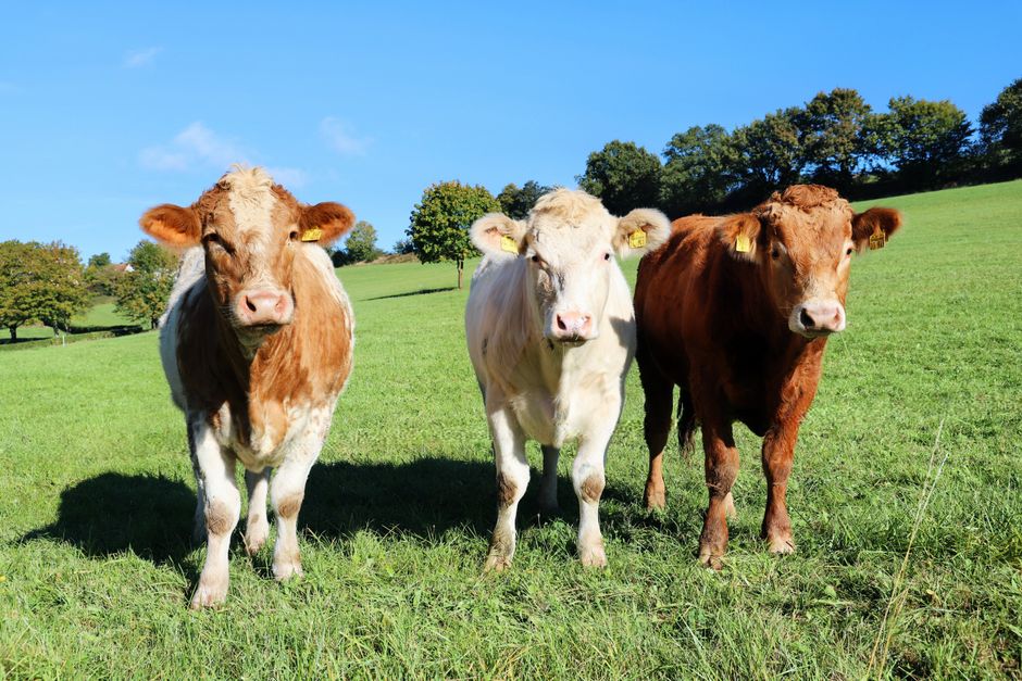 First Aid for Farm Animals: Causes, Symptoms, Treatment and Prevention