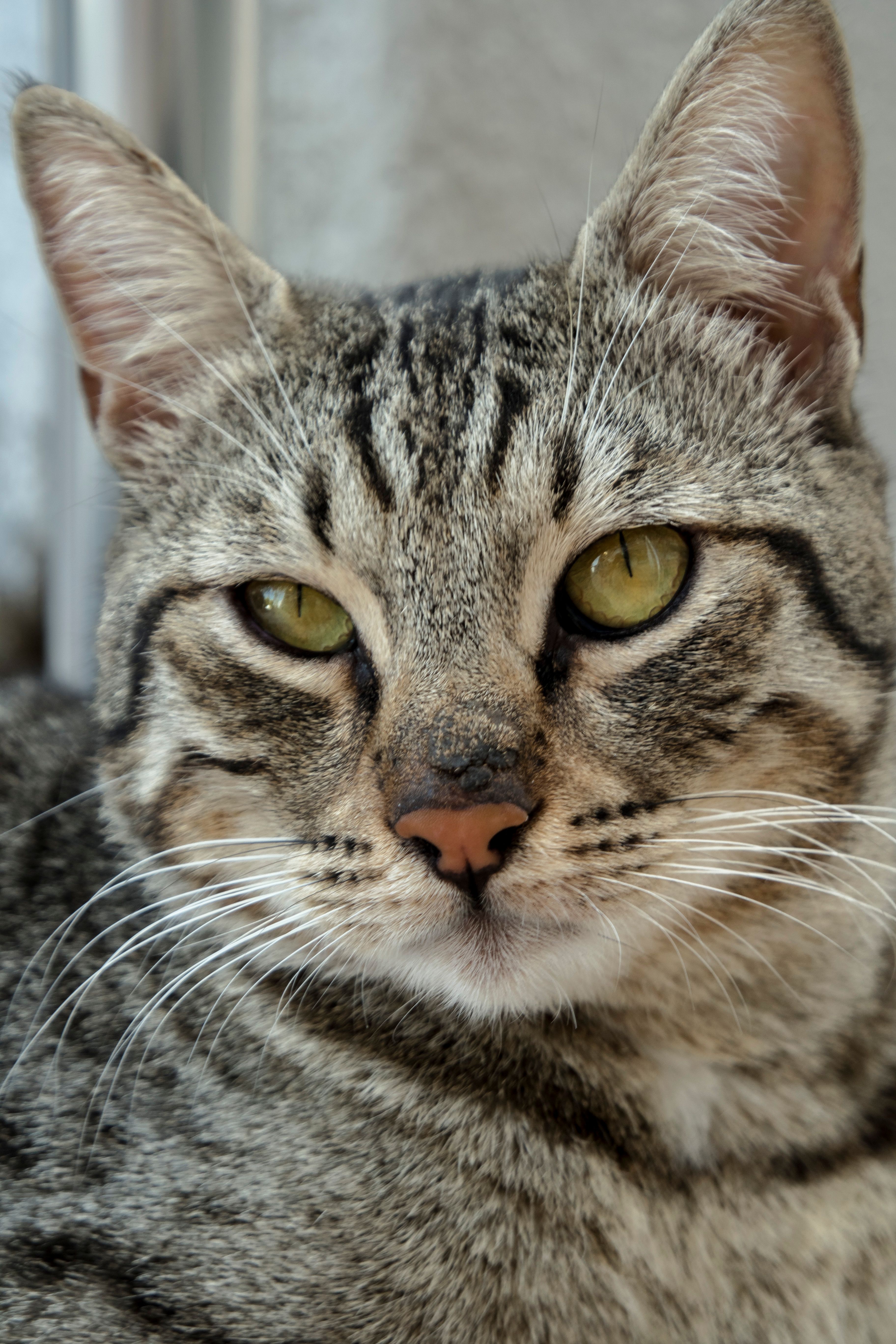 Close-Up Portrait of a Tabby Cat · Free Stock Photo