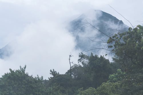 Foto profissional grátis de árvores, fotografia da natureza, garoa