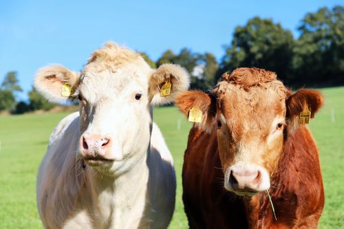 Free Two cows grazing in a vibrant green meadow under clear blue skies. Stock Photo