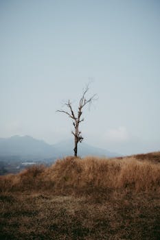 在印度尼西亚万隆，一座绿草如茵的山丘上，孤零零地立着一棵光秃秃的树