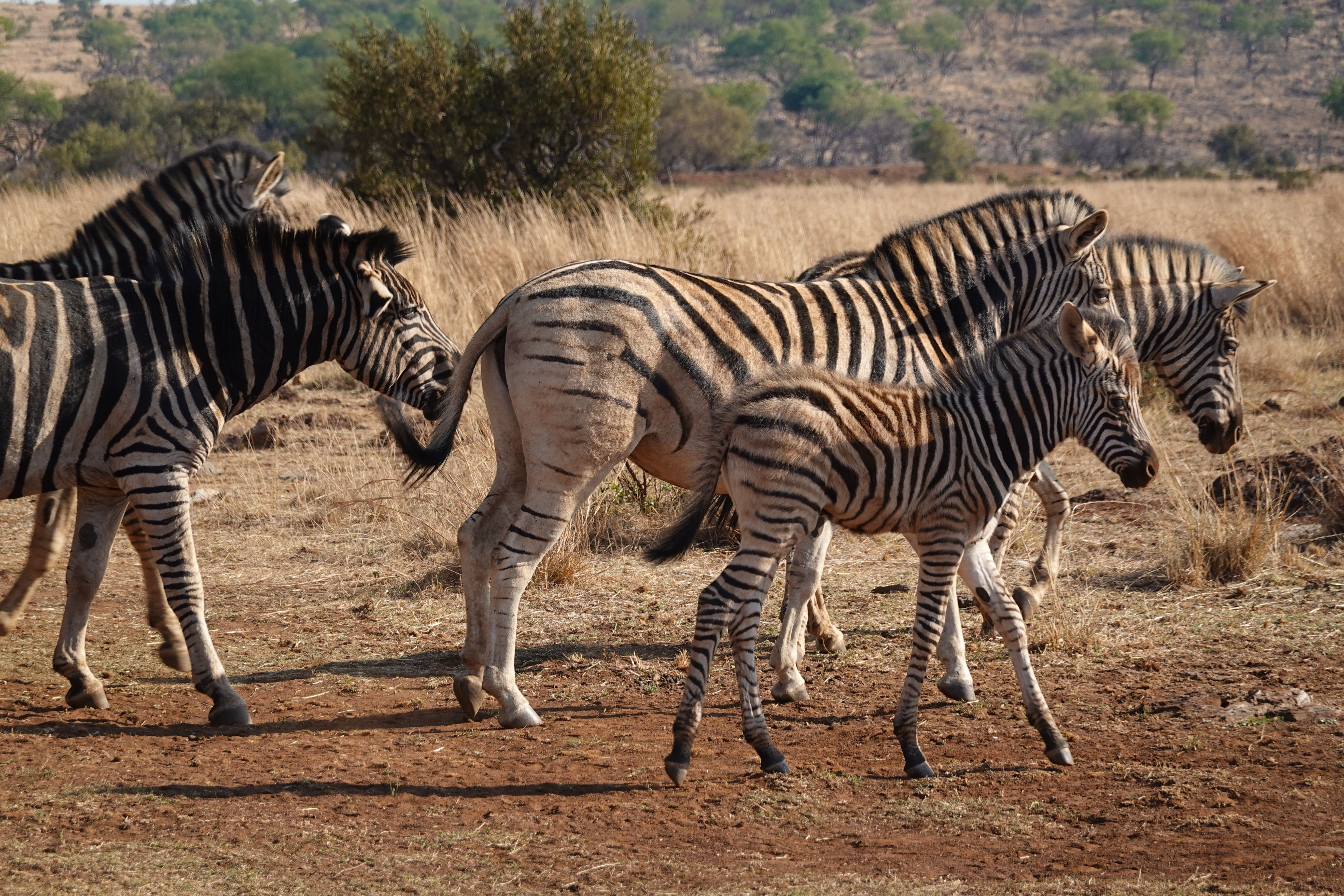Vibrant Group of Zebras in African Savanna · Free Stock Photo
