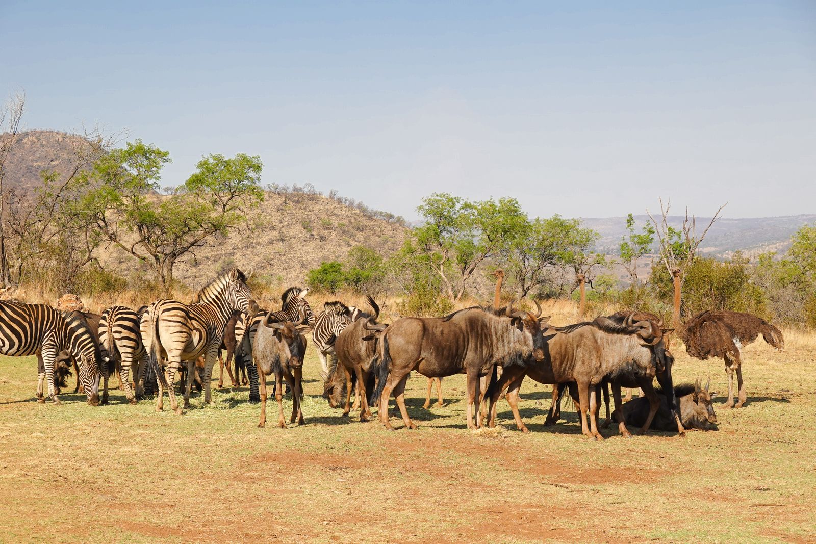 Wildebeest and zebra sharing open African savanna grassland