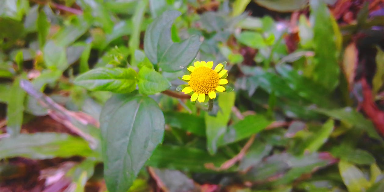 güzel sarı çiçek içeren Ücretsiz stok fotoğraf
