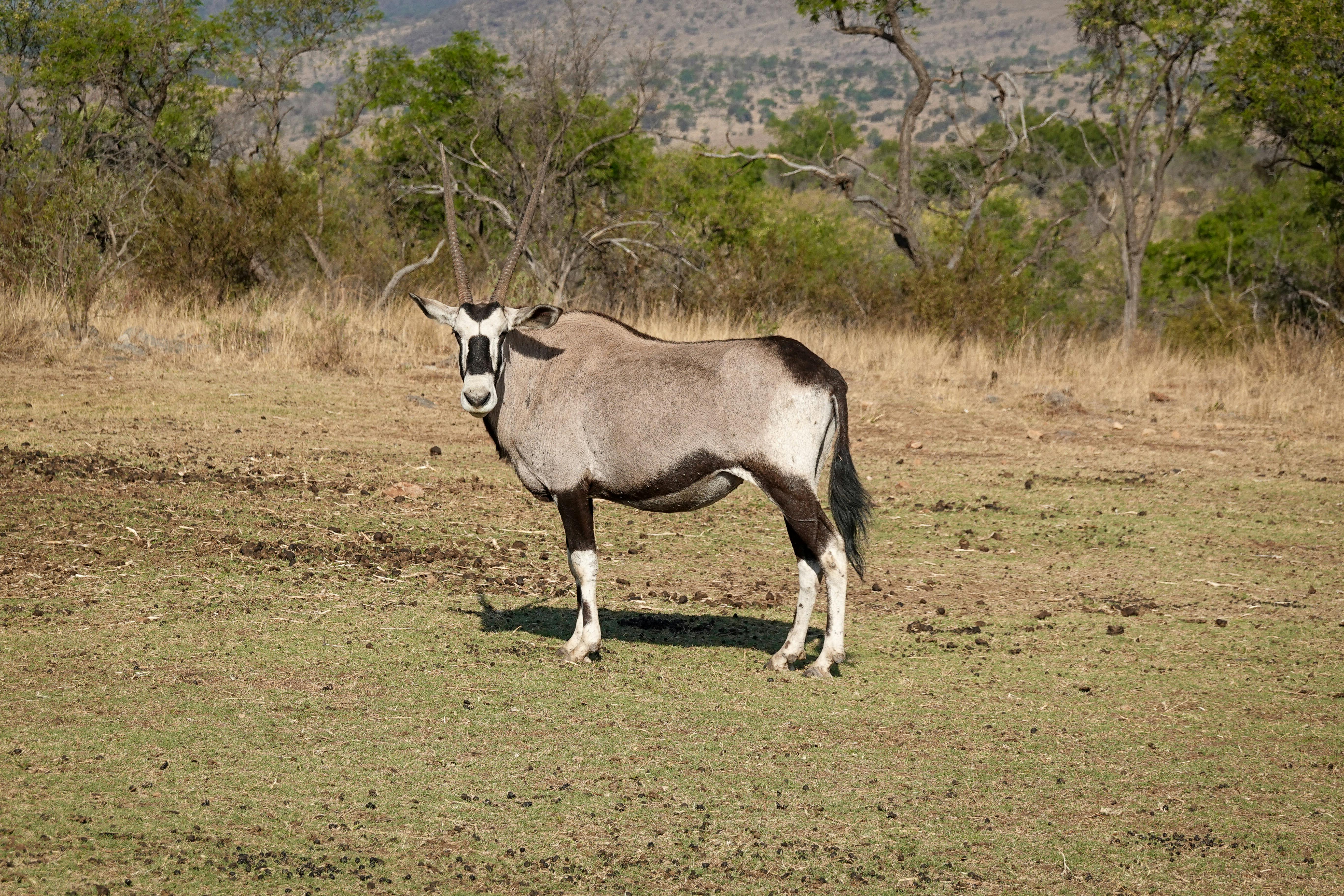 Gratuit Gemsbok Debout Dans La Savane Africaine Photos