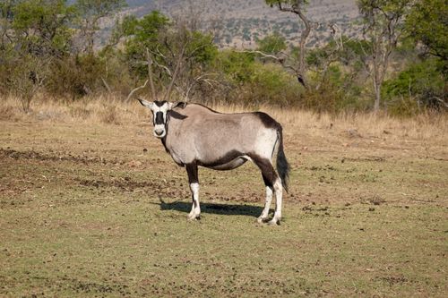 Free A solitary gemsbok stands majestically in the African savannah, showcasing its striking horns. Stock Photo