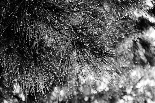 Foto profissional grátis de água, árvores, chuva