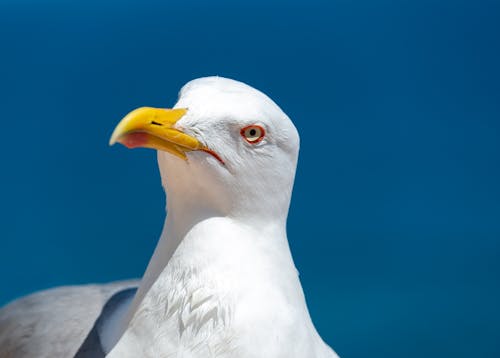 Weißer Vogel