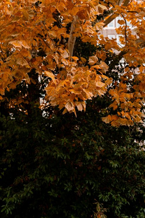 Free Close-up of vibrant autumn leaves in striking orange hues, capturing fall's beauty. Stock Photo