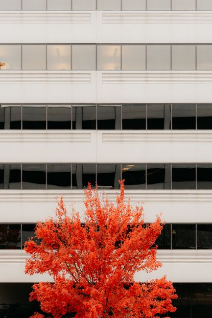 Bright red autumn tree stands out against a white, modern office building facade.