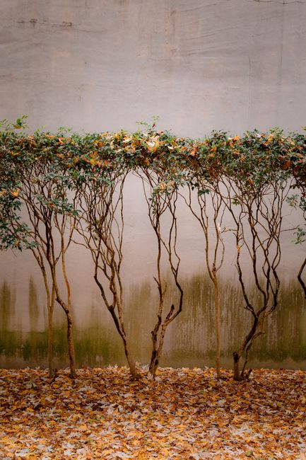 A minimalist view of a bare hedge against a wall with autumn leaves on the ground.