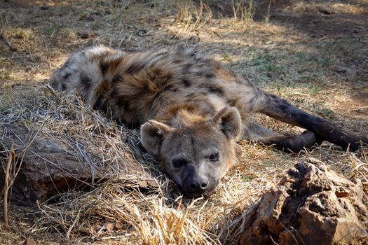 Free stock photo of africa wildlife, african nature, hyena