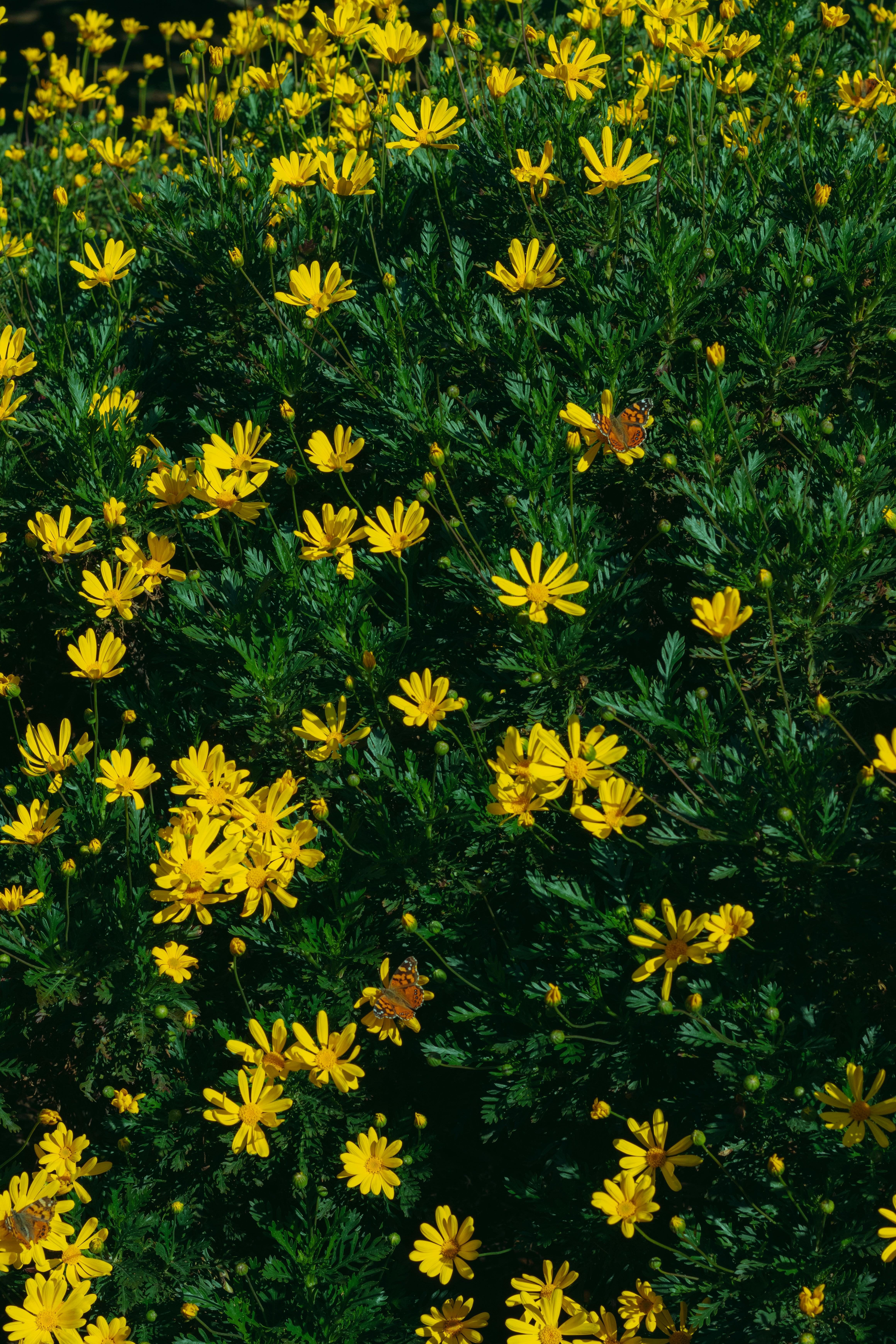 Bright yellow daisies and a butterfly create a lively scene in Chillán, Chile.