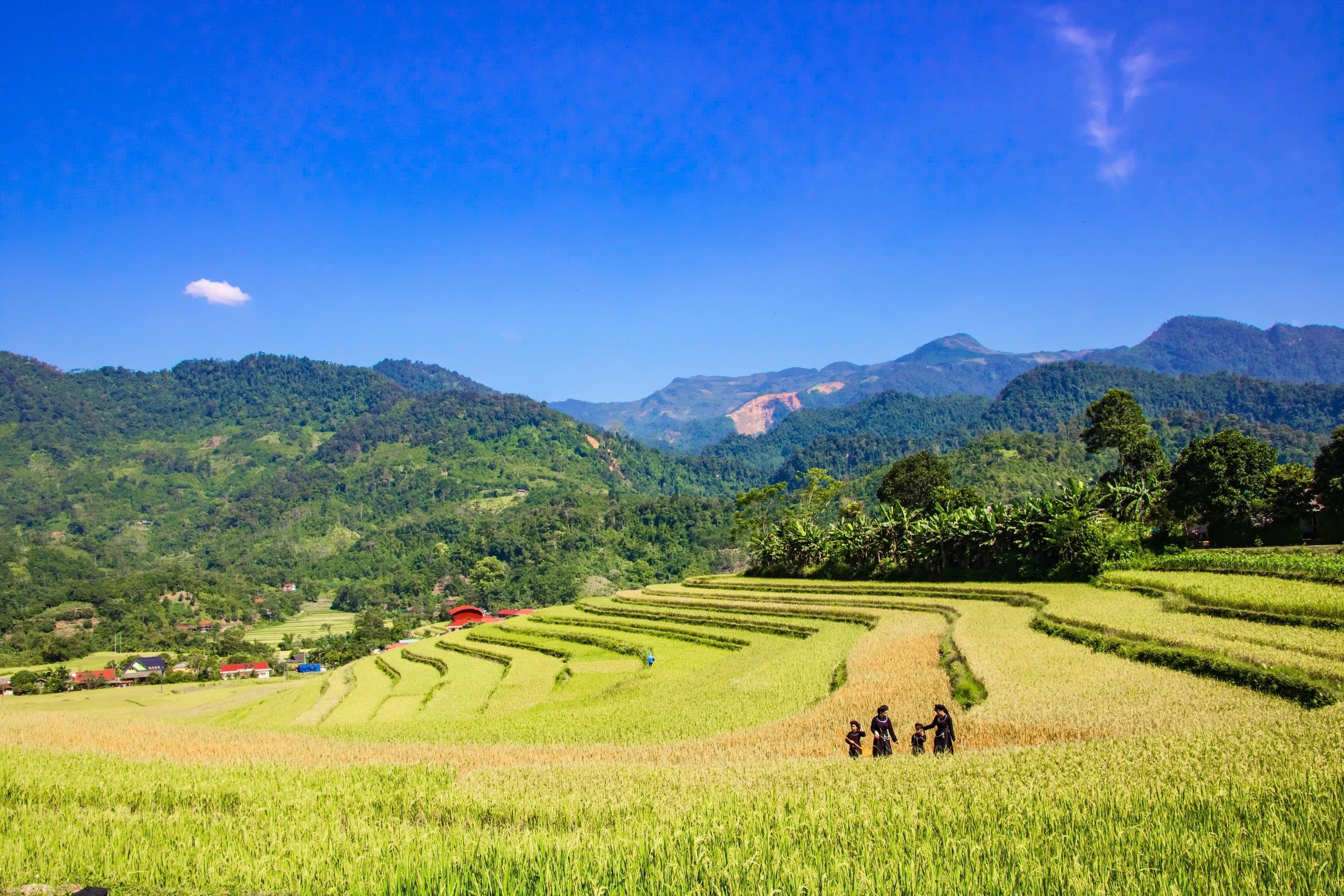 Vibrant Rice Terraces and Mountains Landscape View · Free Stock Photo